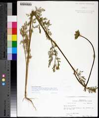 Daucus pusillus image