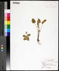 Centella asiatica image