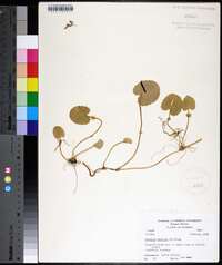 Centella asiatica image