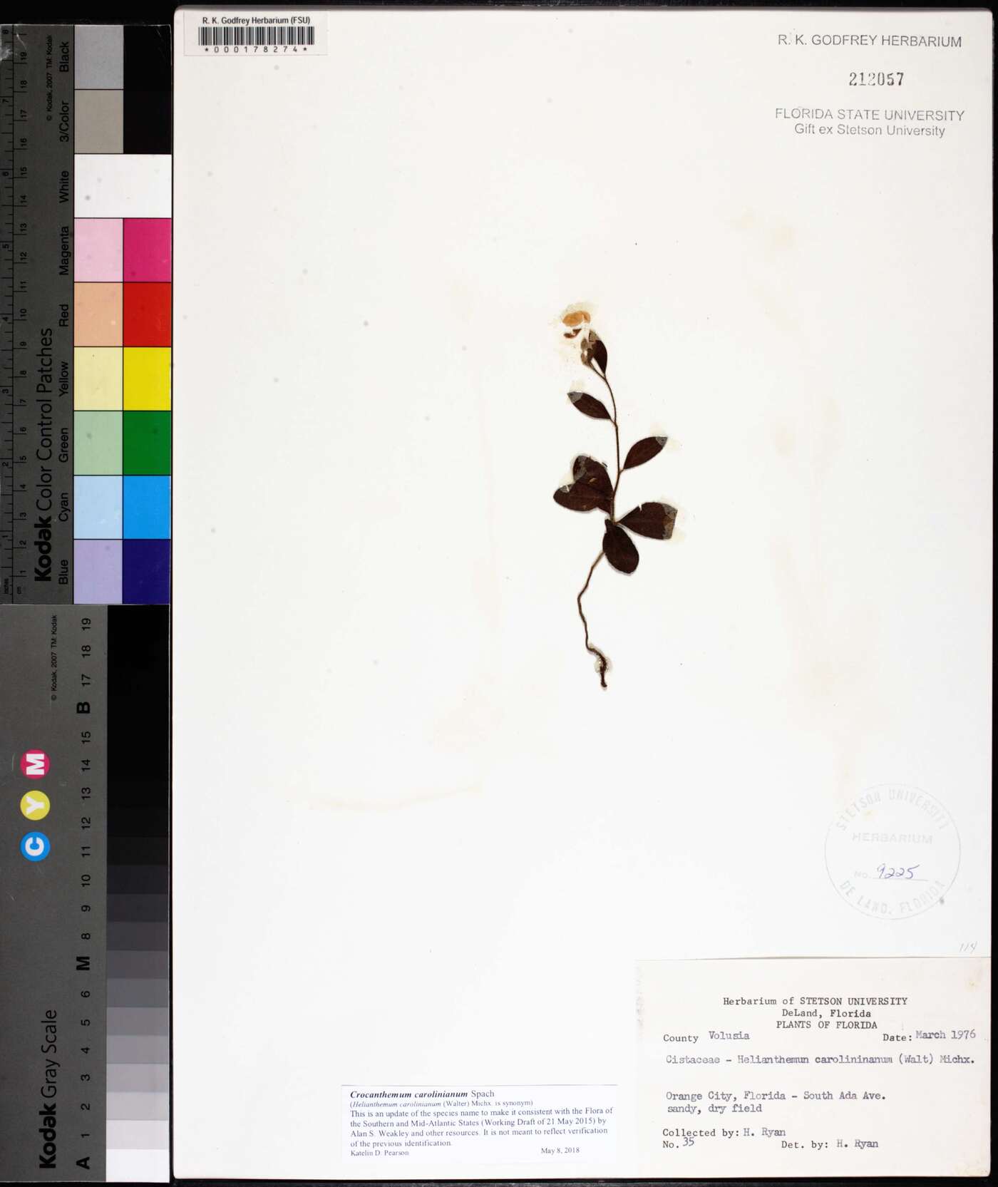 Crocanthemum carolinianum image