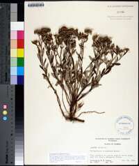 Crocanthemum corymbosum image