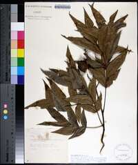 Carya aquatica image