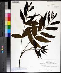 Carya aquatica image