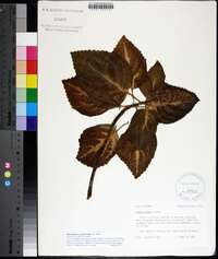 Solenostemon scutellarioides image