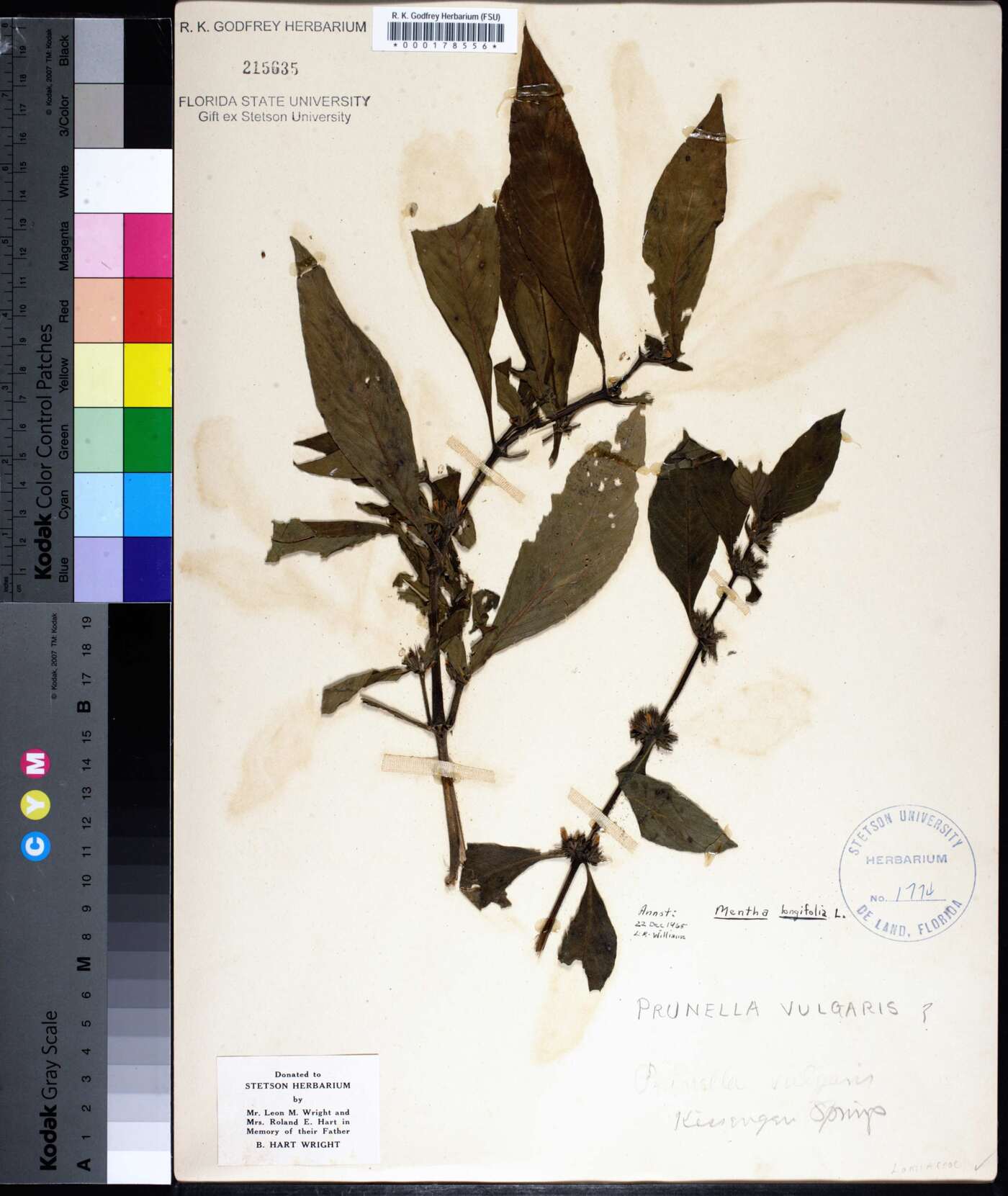 Mentha longifolia image