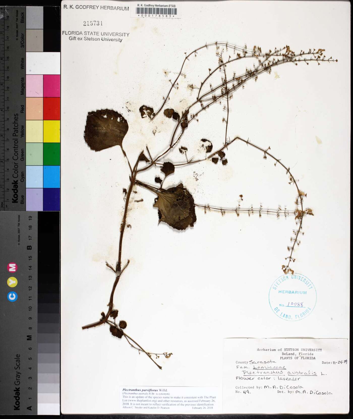 Plectranthus parviflorus image