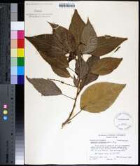 Acalypha wilkesiana image