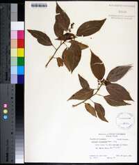 Acalypha wilkesiana image