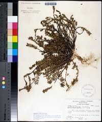 Euphorbia exserta image