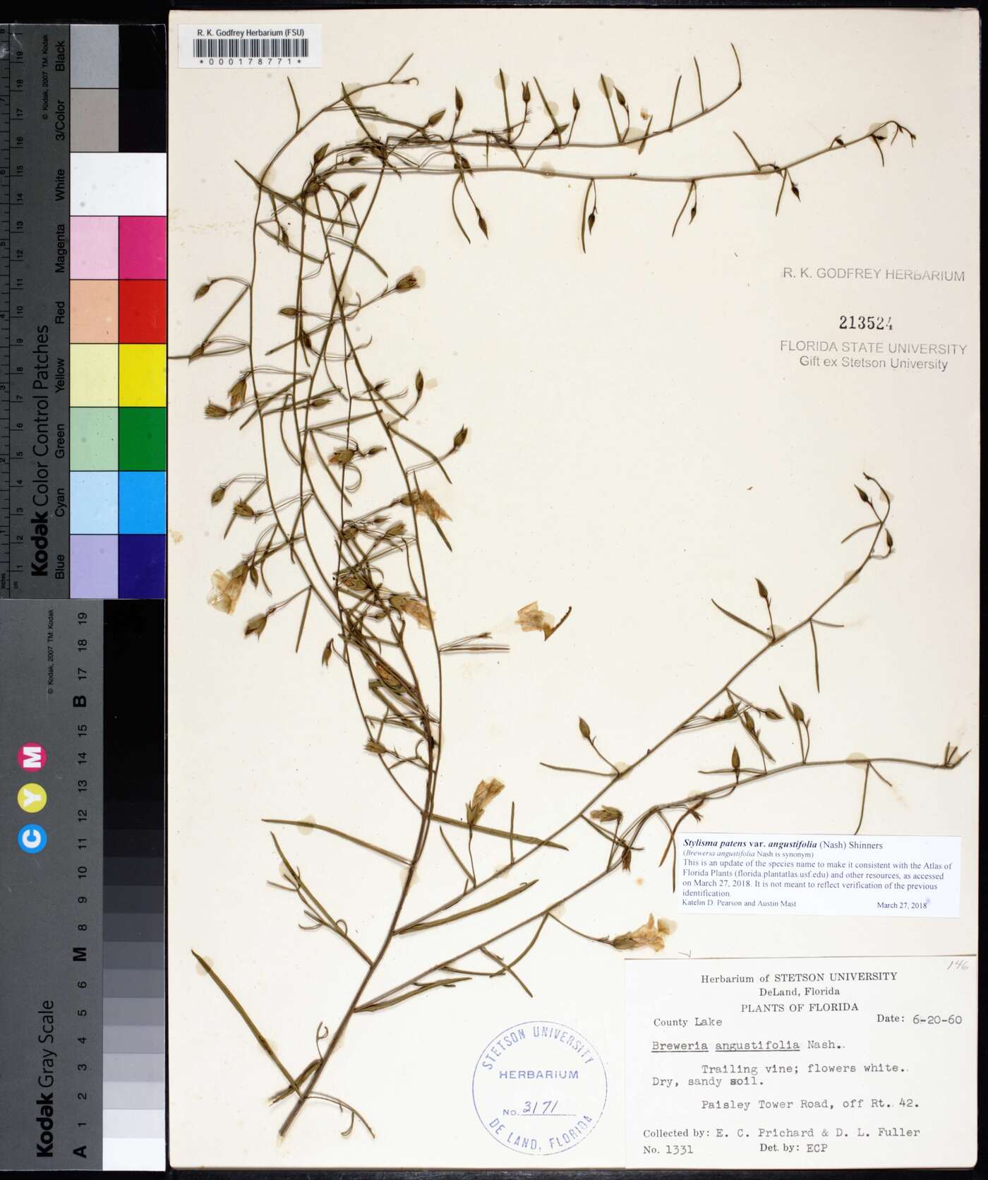Stylisma patens var. angustifolia image