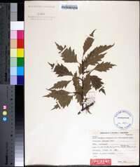 Fagus sylvatica image