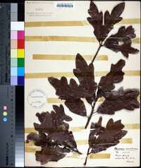 Quercus austrina image