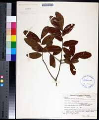 Quercus chapmanii image