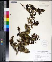 Ilex vomitoria image