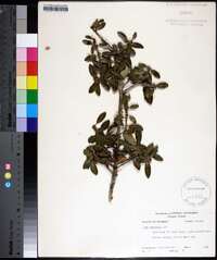 Ilex vomitoria image