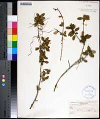 Ilex vomitoria image