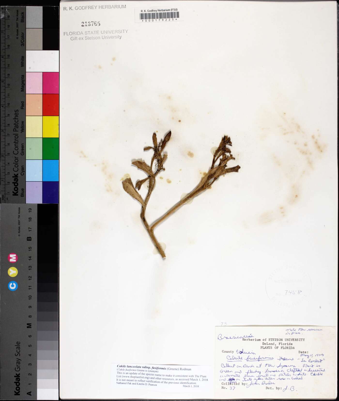 Cakile lanceolata subsp. fusiformis image