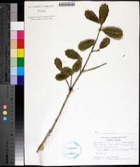 Ilex opaca var. arenicola image