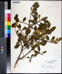 Ilex opaca var. arenicola image