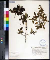 Ilex vomitoria image