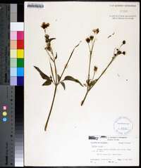 Bidens pilosa image