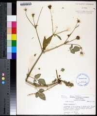 Bidens pilosa image