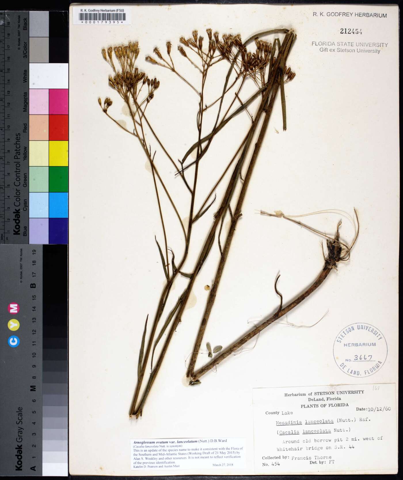 Arnoglossum ovatum image