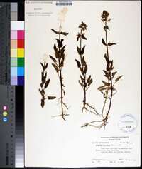 Stachys floridana image