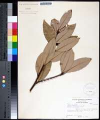 Image Associated With the Occurence