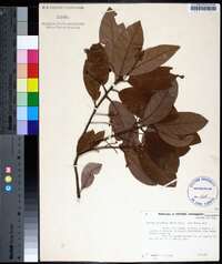 Persea palustris image