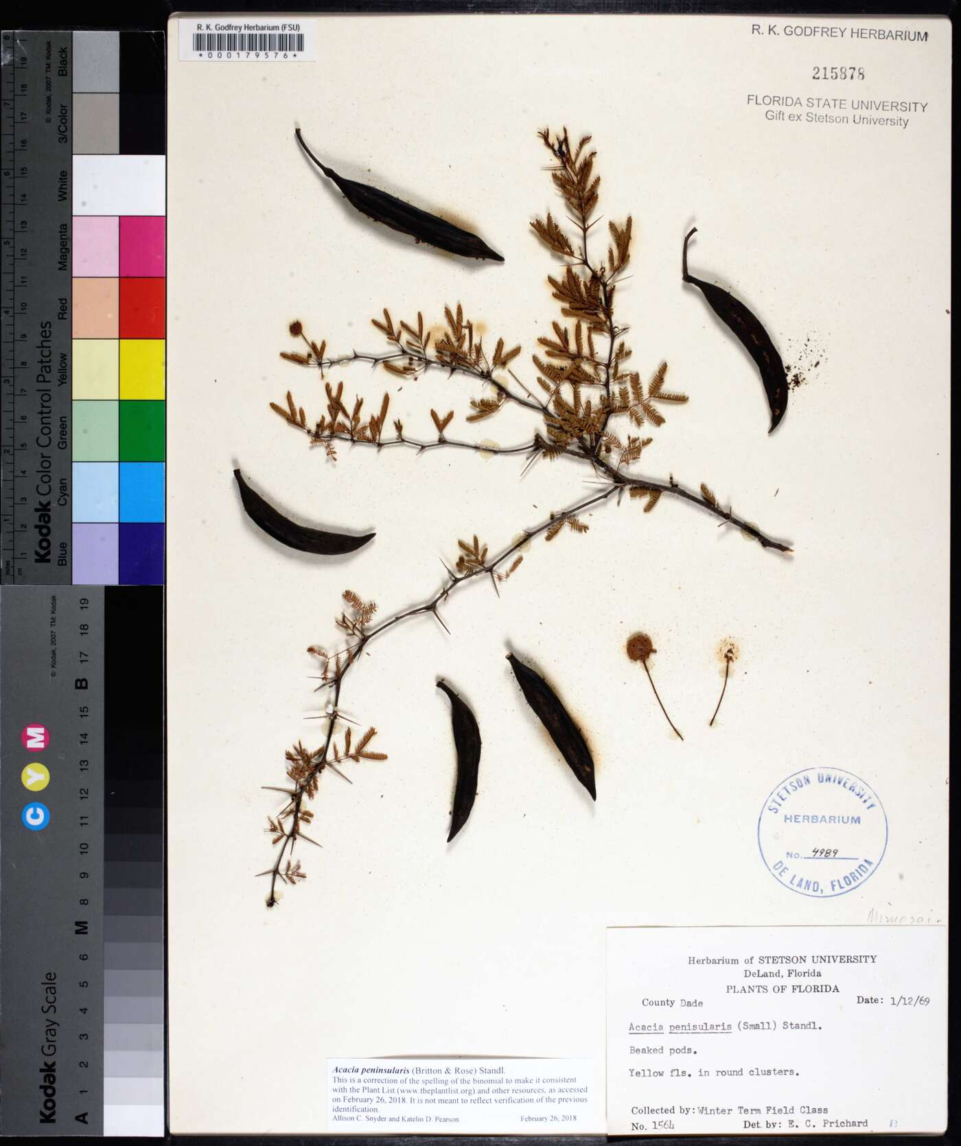 Acacia peninsularis image