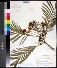 Albizia julibrissin image