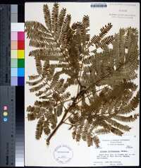 Albizia julibrissin image