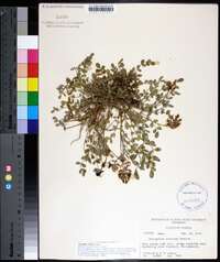Astragalus villosus image