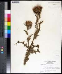 Cirsium horridulum image