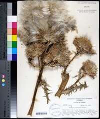 Cirsium horridulum image