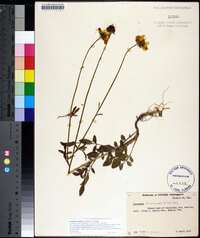 Coreopsis basalis image