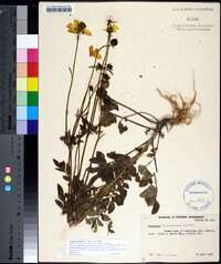 Coreopsis basalis image