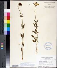 Coreopsis basalis image