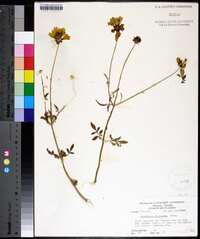 Coreopsis tinctoria image