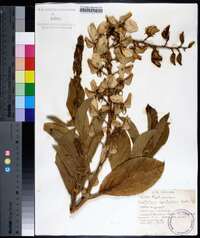 Crotalaria spectabilis image