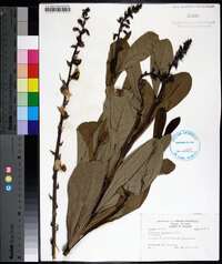 Crotalaria spectabilis image