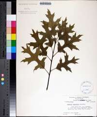 Quercus palustris image