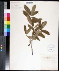 Quercus incana image