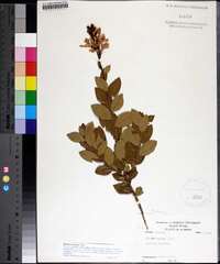 Bejaria racemosa image