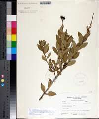 Bejaria racemosa image