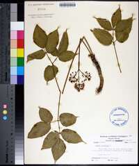 Aralia nudicaulis image