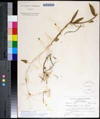 Funastrum clausum image