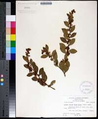 Lyonia lucida image