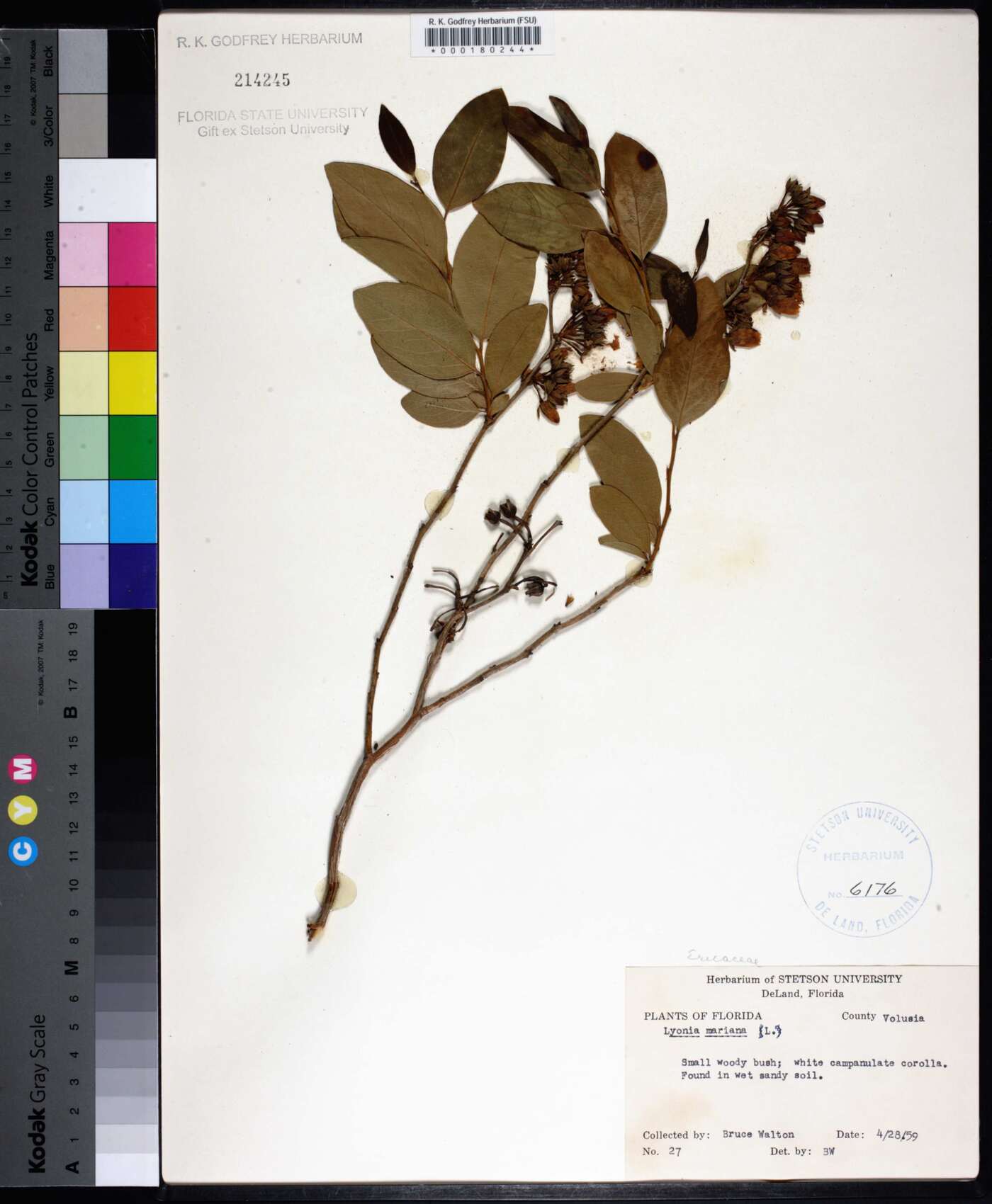 Lyonia mariana image